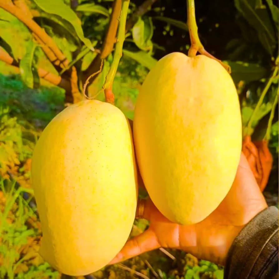 Carrie Mango