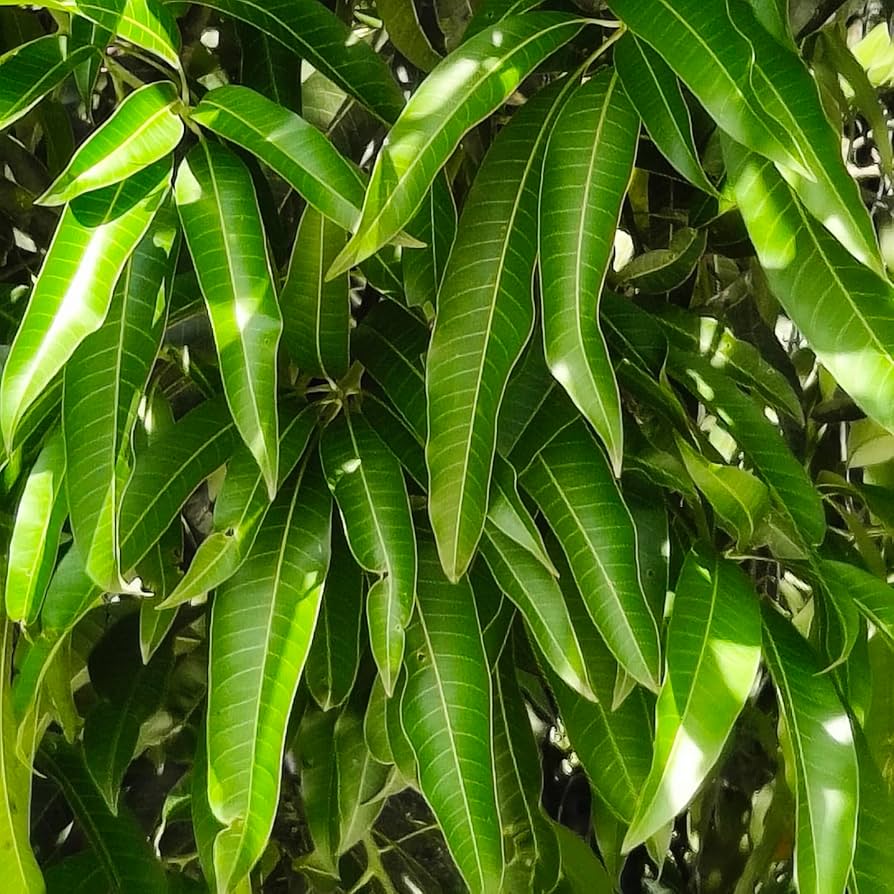 Mango Leaves