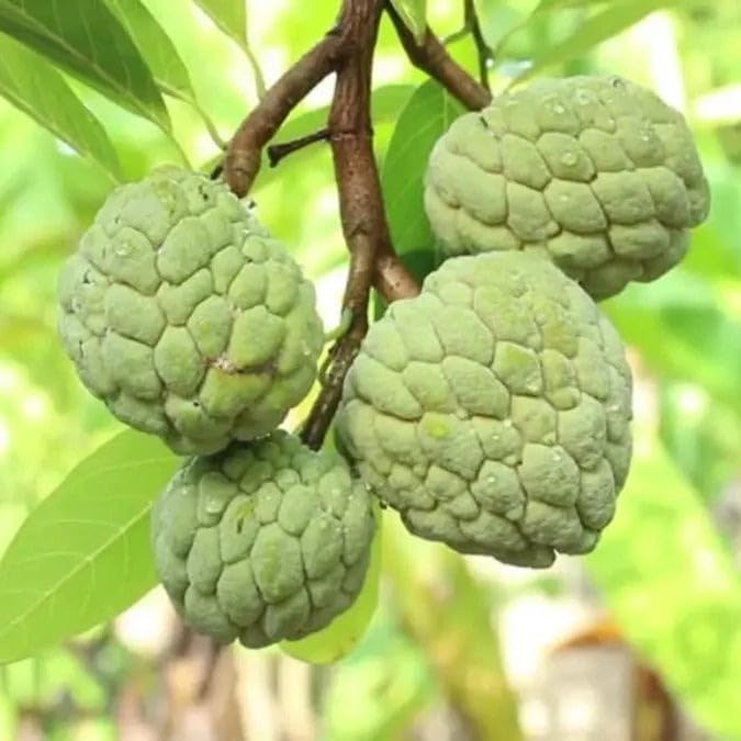 Sugar Apple