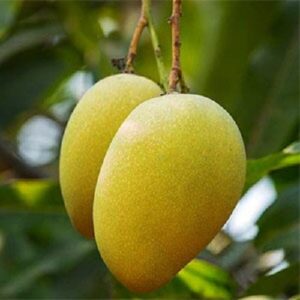 Ugly Betty Mango