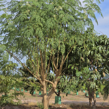 Moringa Plants