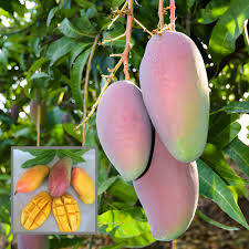 Valencia Pride Mango