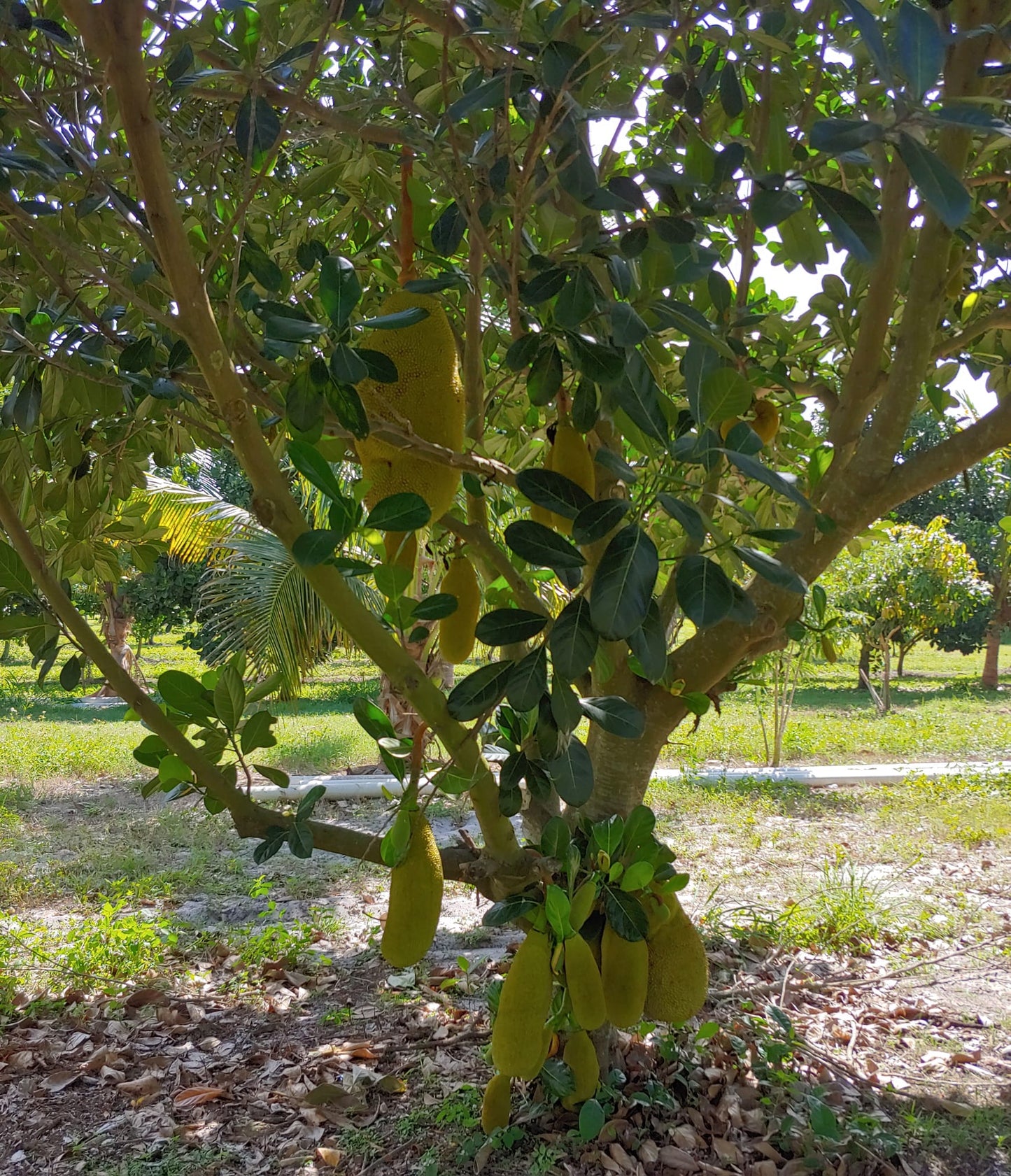 Jackfruit