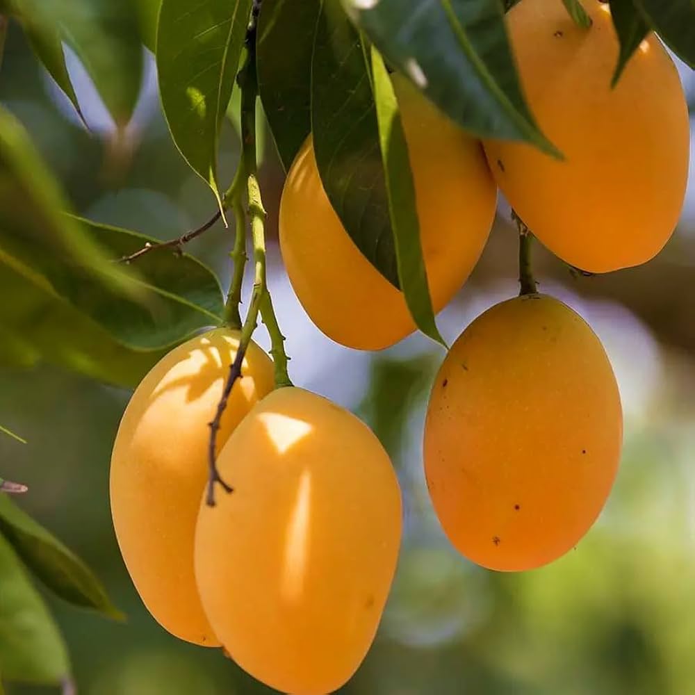 Kesar Mango