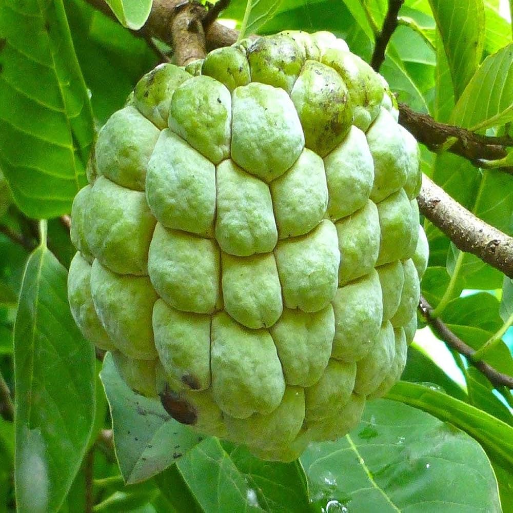 Fruits