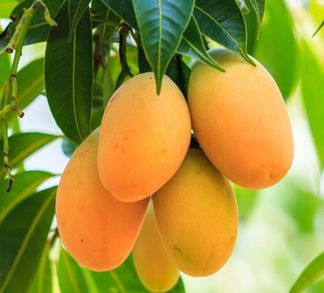 Mango Products