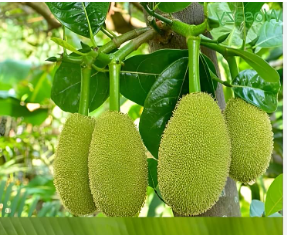 Jackfruit