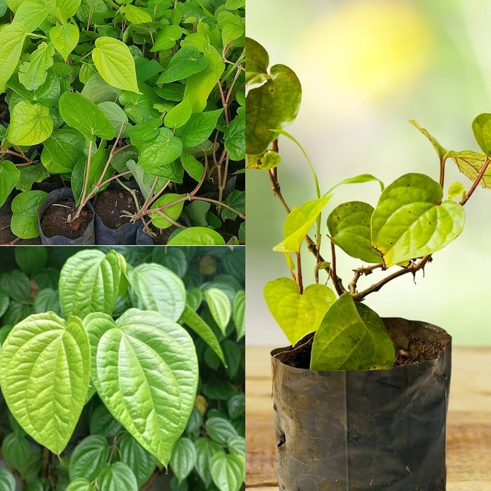 Betel Leaves (Pan Leaves)