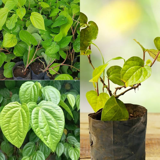 Betel Leaves (Pan Leaves)
