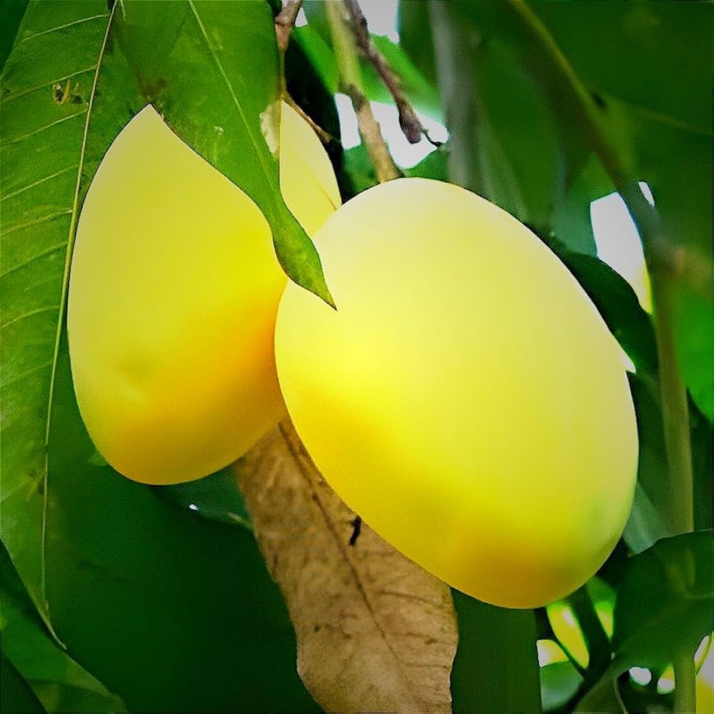 Paheri (Bombay) Mango