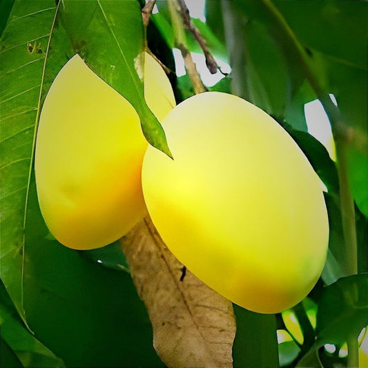 Paheri (Bombay) Mango
