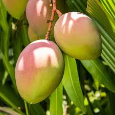CAC Mango