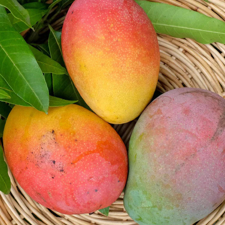 Fruit Punch Mango