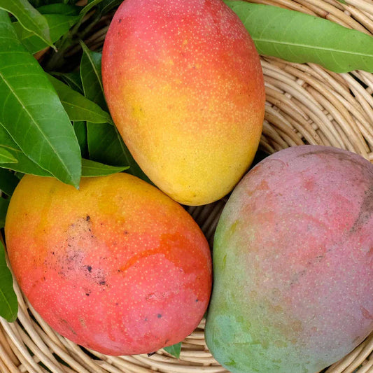 Fruit Punch Mango