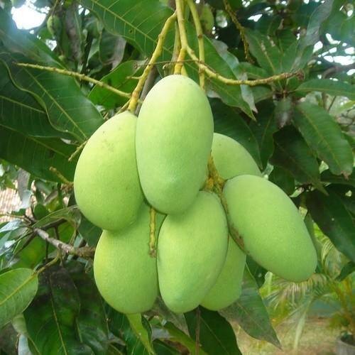 Baby Green Mango
