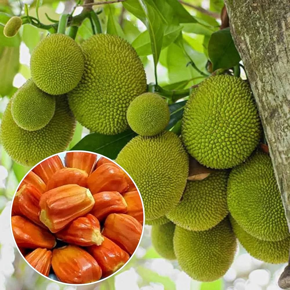 Jackfruit