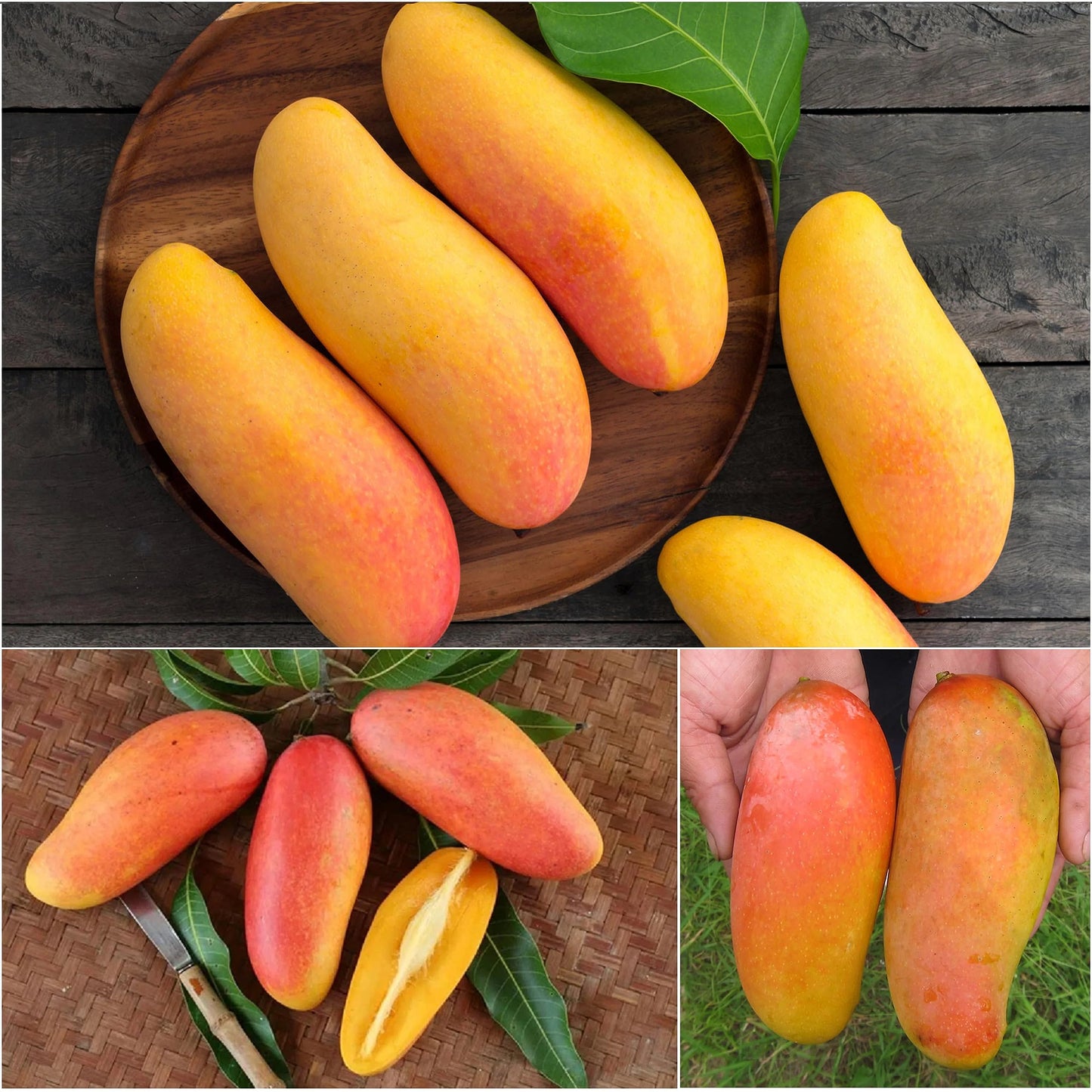 Mahachanok Mango