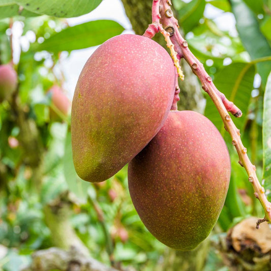 Mallika Mango