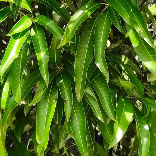 Mango Leaves
