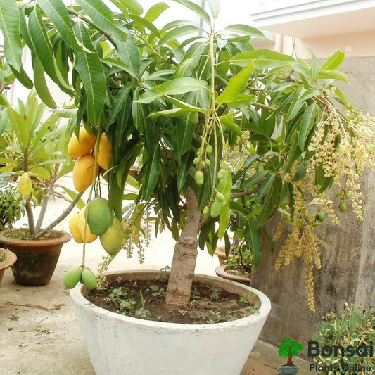 Mango Plants