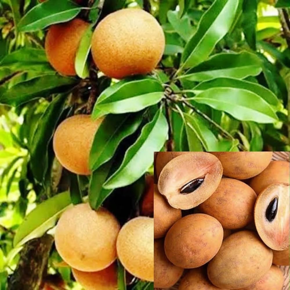 Sapodilla (Chikoo)