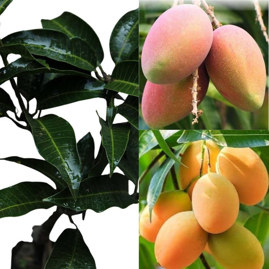 Sugarloaf Mango