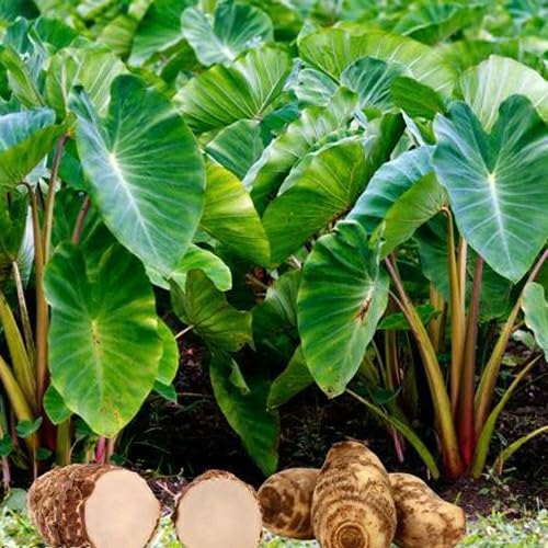Taro Leaves (Patra)