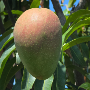 Fruit Punch Mango