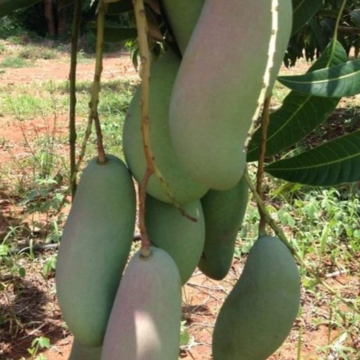 Mahachanok Mango