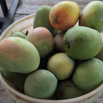 Alphonso Mango