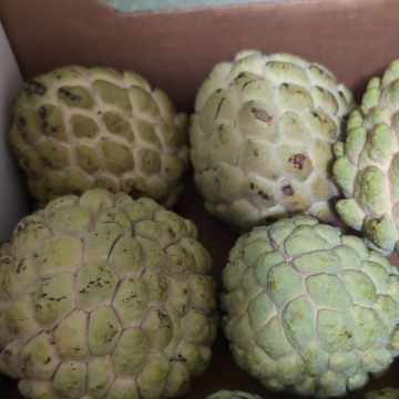 Sugar Apple