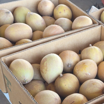 Sapodilla (Chikoo)