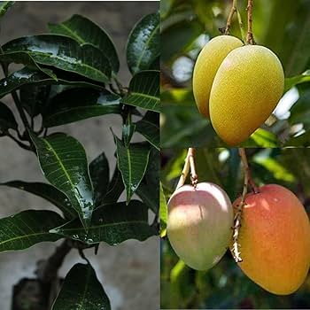Alphonso Mango