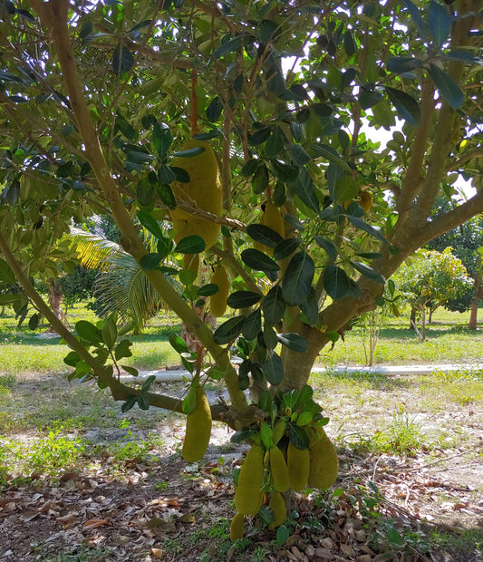 Jackfruit
